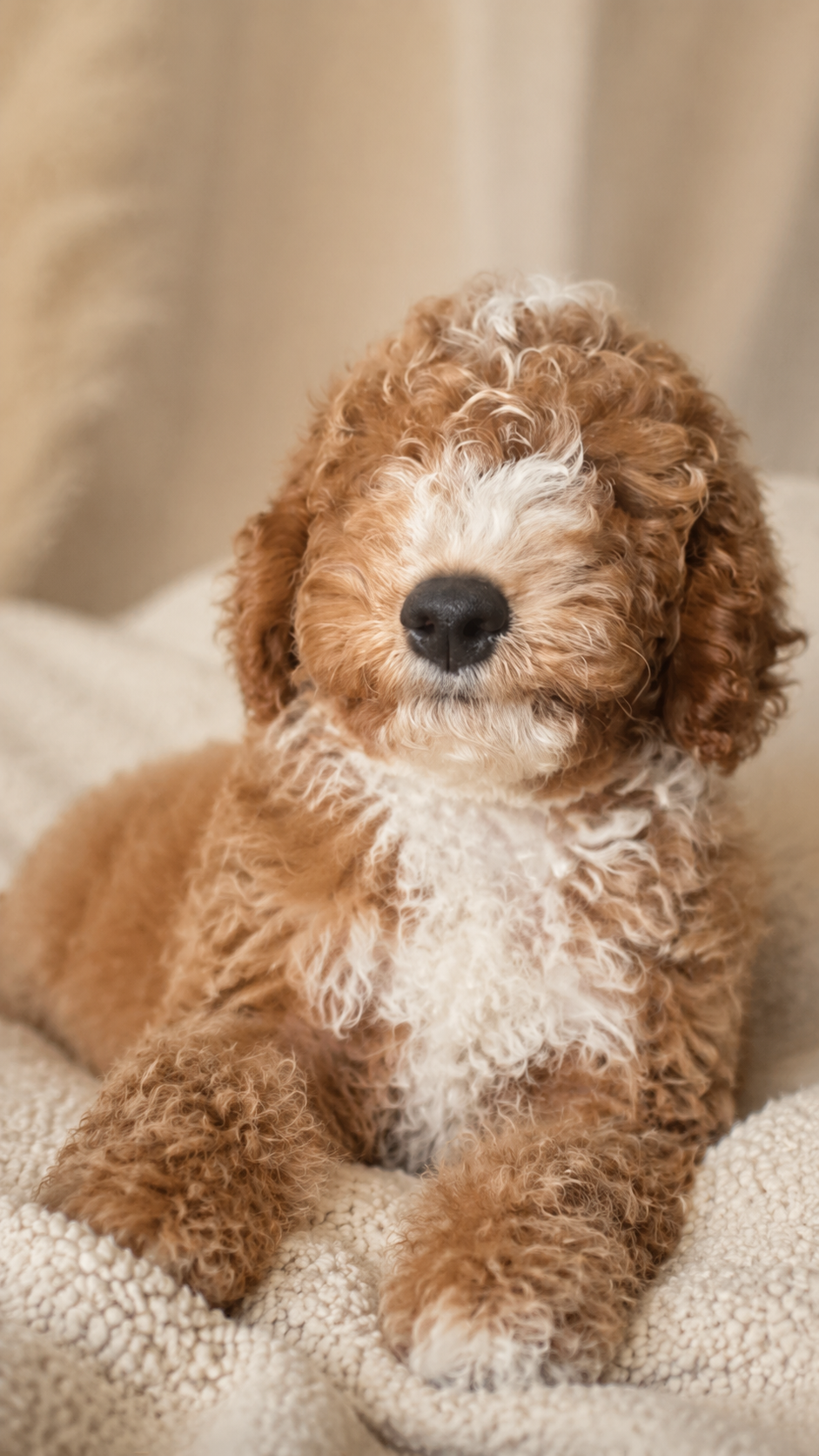 Curly caramel and white mini Goldendoodle puppy
